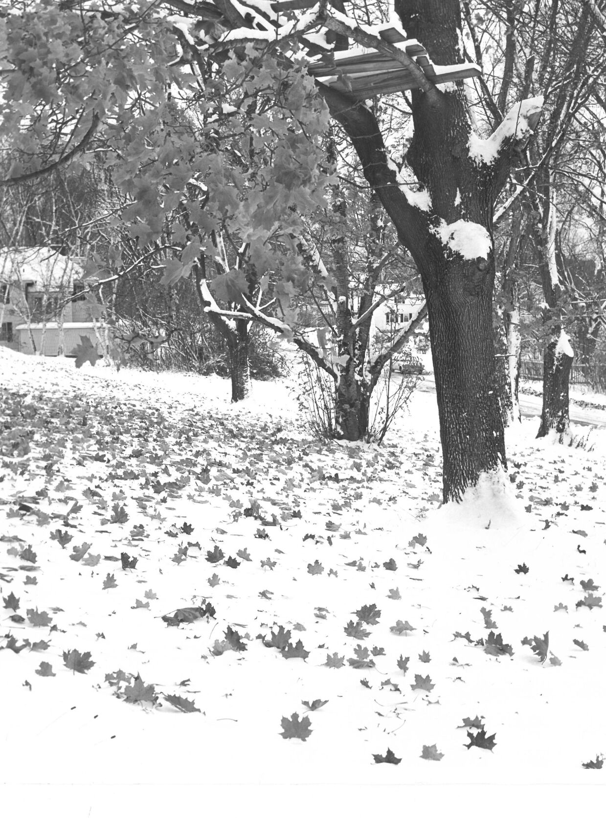 Early snow